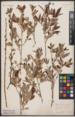 Foto von Salix aurita L. x Salix repens L.